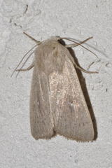 Mythimna sicula