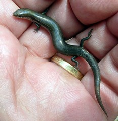 Panaspis wahlbergii