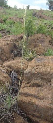 Drimia multisetosa