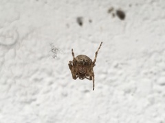 Larinioides sclopetarius