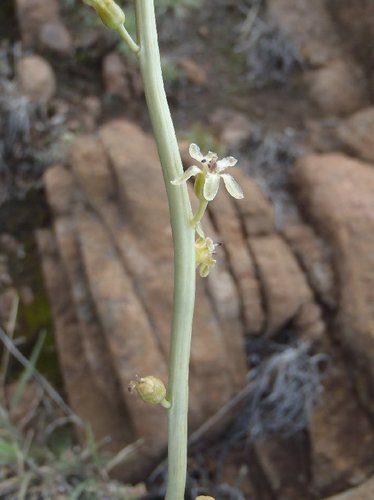 Drimia multisetosa
