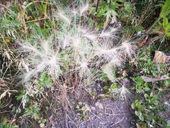 Hordeum jubatum