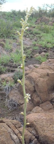Drimia multisetosa