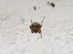 Larinioides sclopetarius