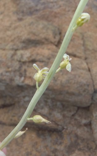 Drimia multisetosa