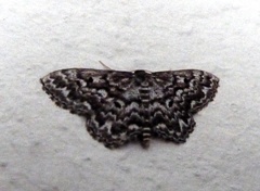Scopula inscriptata