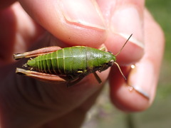 Cophopodisma pyrenaea