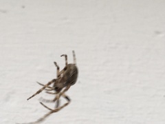 Larinioides sclopetarius