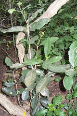Elaeodendron croceum