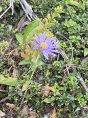 Eurybia spectabilis