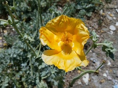 Glaucium flavum