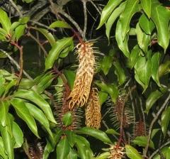 Faurea macnaughtonii