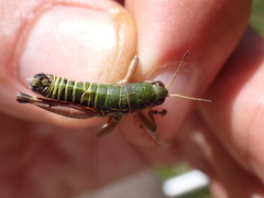 Cophopodisma pyrenaea