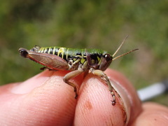 Cophopodisma pyrenaea