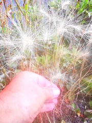 Hordeum jubatum