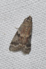 Glyptoteles leucacrinella