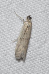 Homoeosoma nebulella