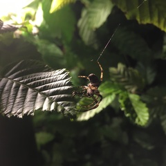 Araneidae