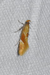 Epicallima formosella