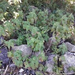 Teucrium vesicarium