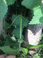 Lamium album