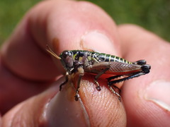 Cophopodisma pyrenaea