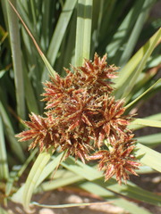 Cyperus planifolius