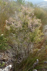 Erica scabriuscula