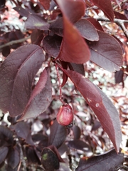 Contarinia virginianiae