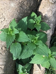 Lamium album
