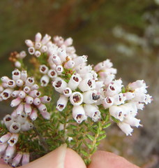 Erica scabriuscula