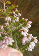 Erica scabriuscula