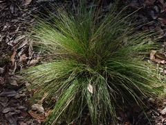 Poa meionectes