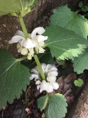 Lamium album