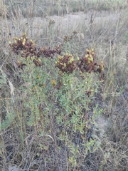 Hypericum perforatum veronense
