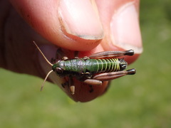 Cophopodisma pyrenaea