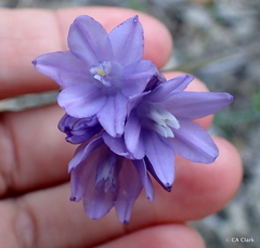 Dipterostemon capitatus