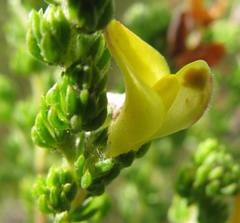 Aspalathus opaca rostriloba