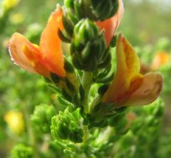 Aspalathus opaca rostriloba