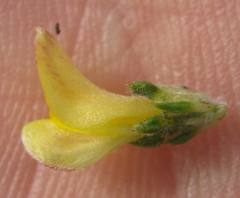 Aspalathus opaca rostriloba