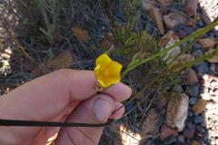 Linum africanum