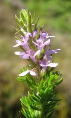 Selago villicaulis