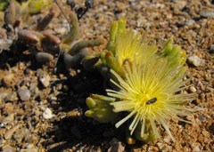 Mesembryanthemum nitidum