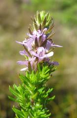 Selago villicaulis