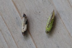 Cydalima perspectalis