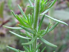 Selago villicaulis