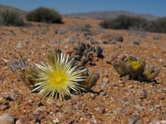 Mesembryanthemum nitidum