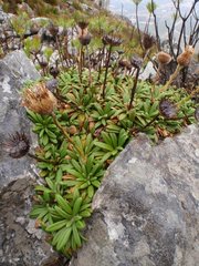 Oldenburgia intermedia