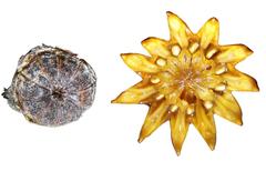 Schlechteranthus albiflorus