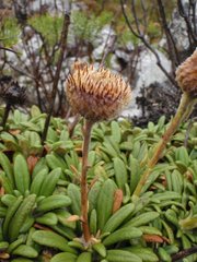 Oldenburgia intermedia